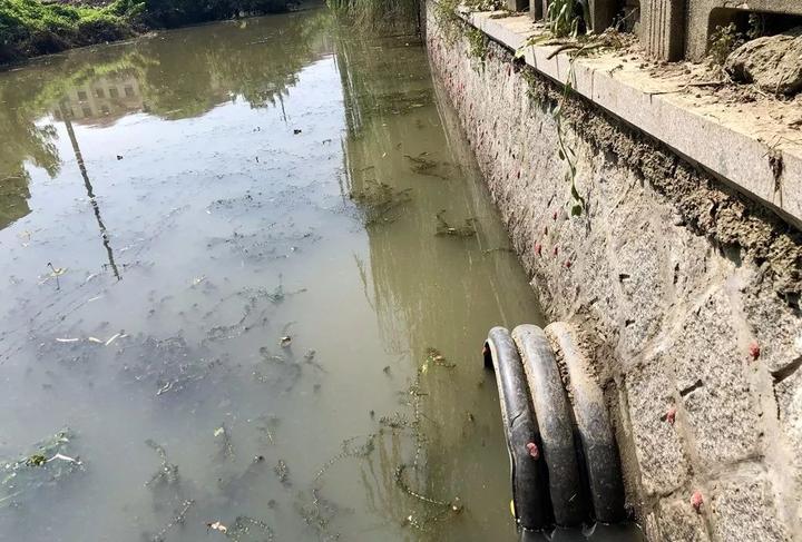 严重可能致痴呆，甚至死亡！海宁又出现这种螺，繁殖快，快提醒大家！