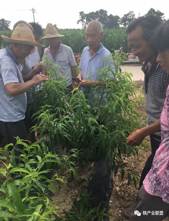 提高碳氮比有利于花芽分化,提升树体碳炭比