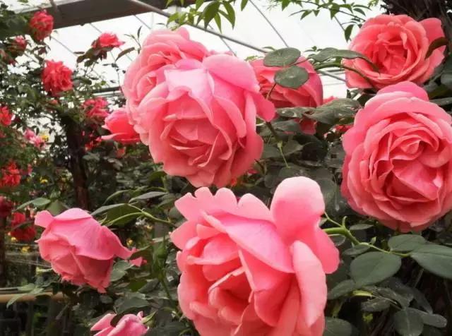 全国31省会城市的市花,全国56个市市花