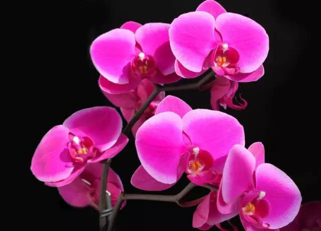 全国31省会城市的市花,全国56个市市花