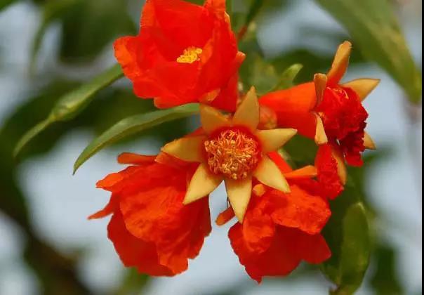 全国31省会城市的市花,全国56个市市花