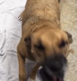 给狗狗洗澡是一门学问，学会这些技巧，不去宠物店自己也能搞定