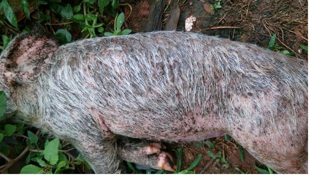 出生仔猪烂脸,仔猪身上烂皮是怎么回事