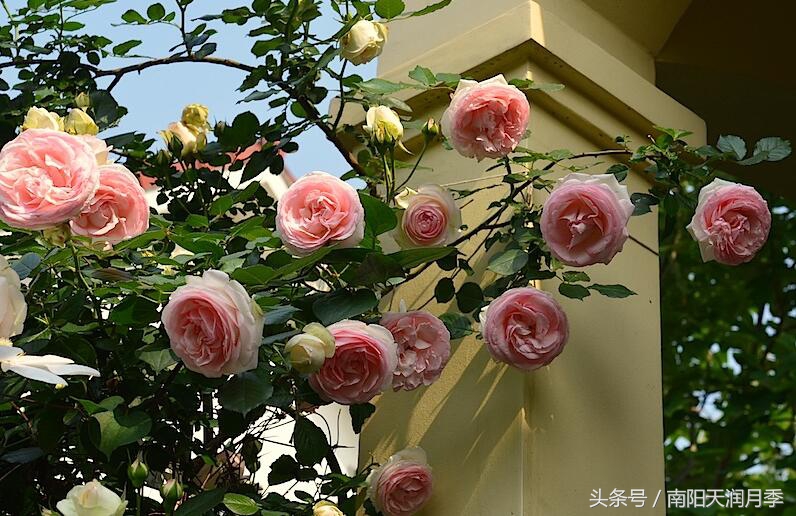 庭院藤本月季造型,如何打造爬藤月季花墙