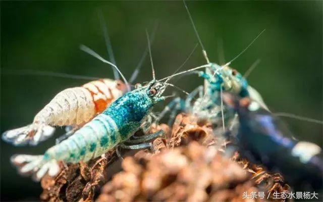 水晶虾开缸养水详细教程,开一个虾缸要多少钱