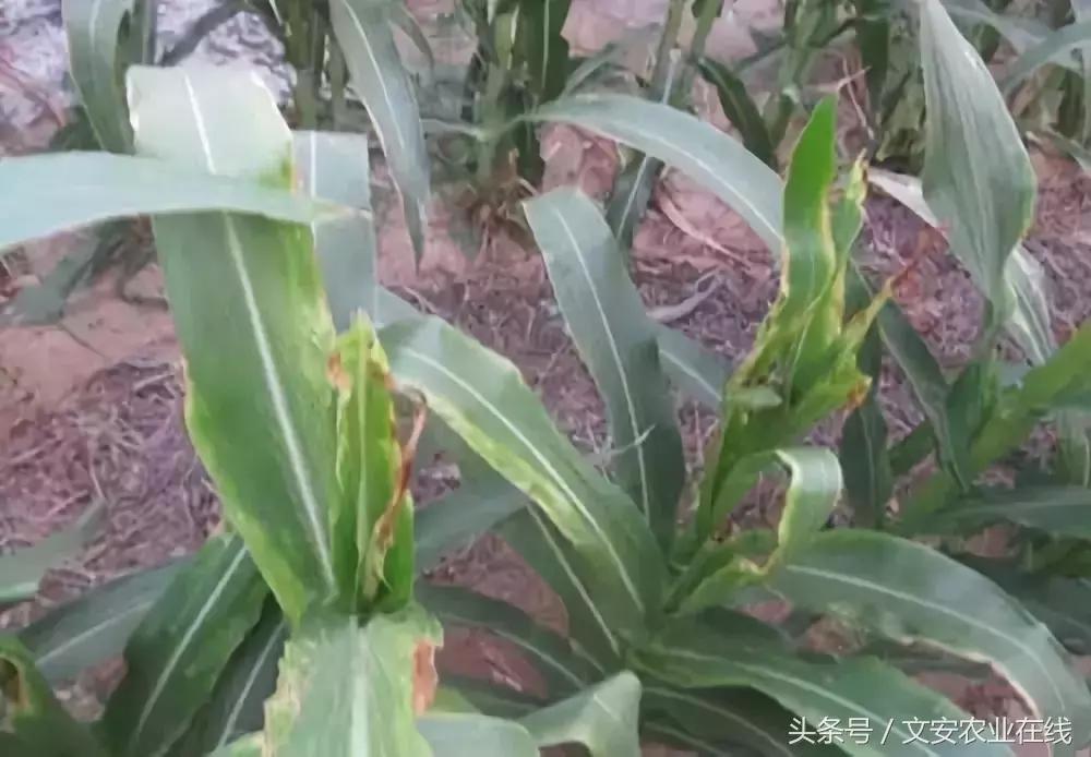 玉米什么时间防治害虫,玉米六月份防治什么病虫害