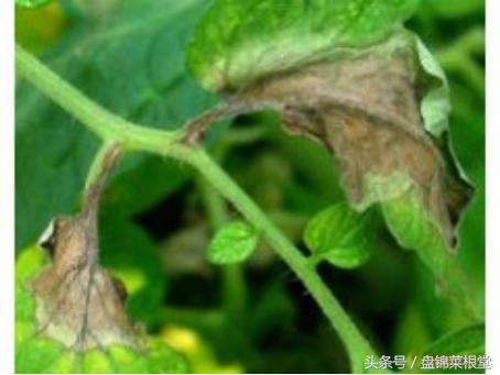 碱地柿子的正确做法,碱地柿子种植方法