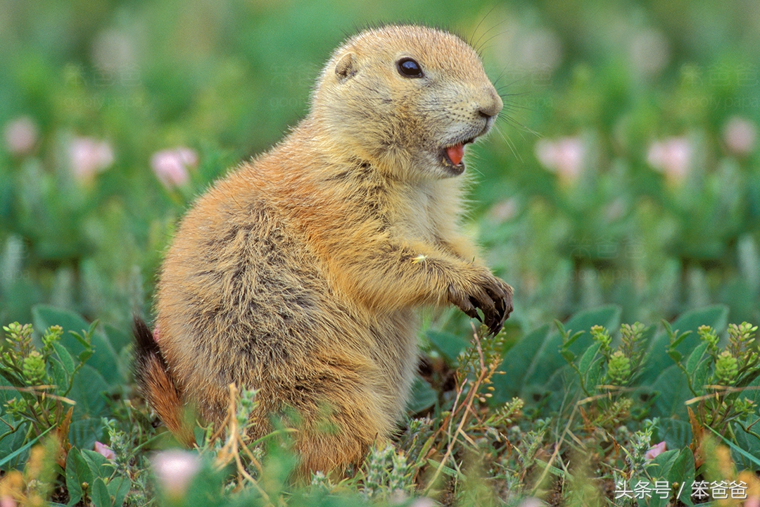 长得像猞猁但尾巴很长的动物,黑尾土拨鼠和旱獭哪个好看