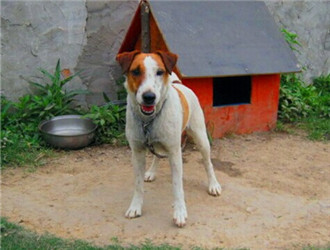 养一只狗需要准备什么东西,养一只狗前期需要多少钱