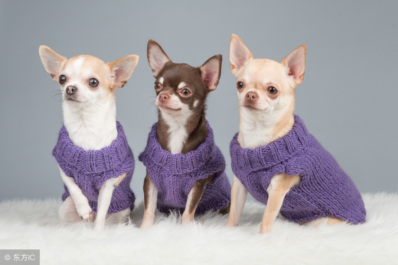 养一只狗需要准备什么东西,养一只狗前期需要多少钱