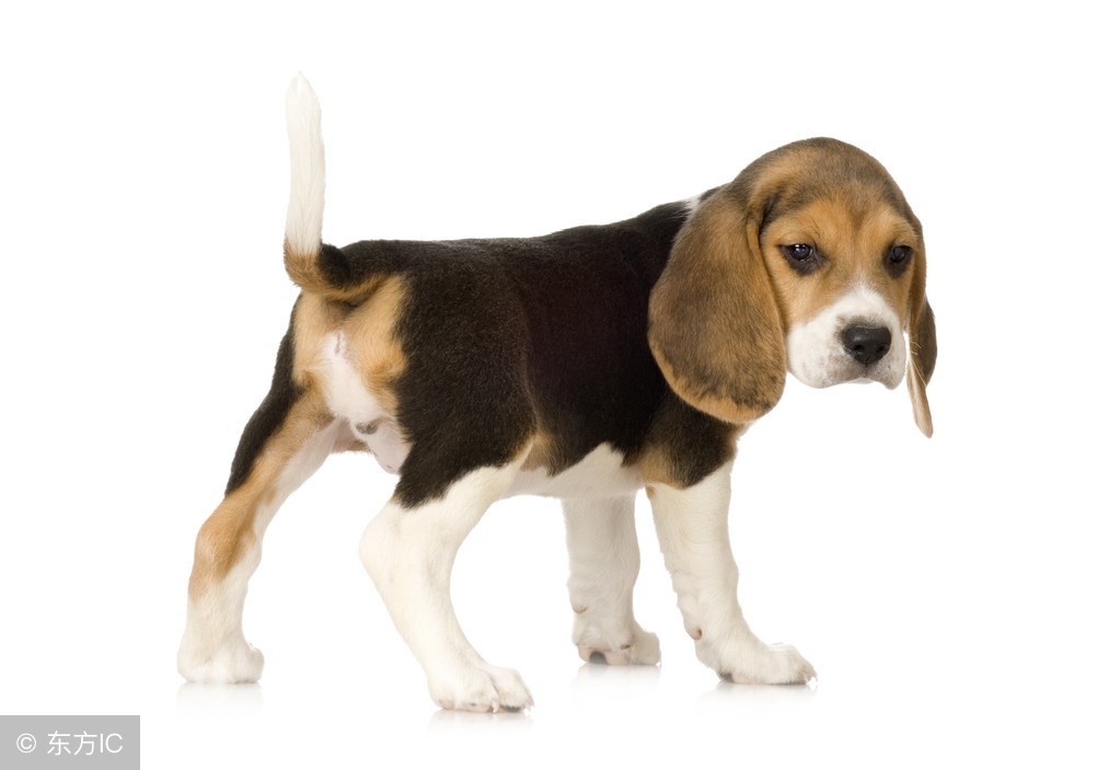 养一只狗需要准备什么东西,养一只狗前期需要多少钱