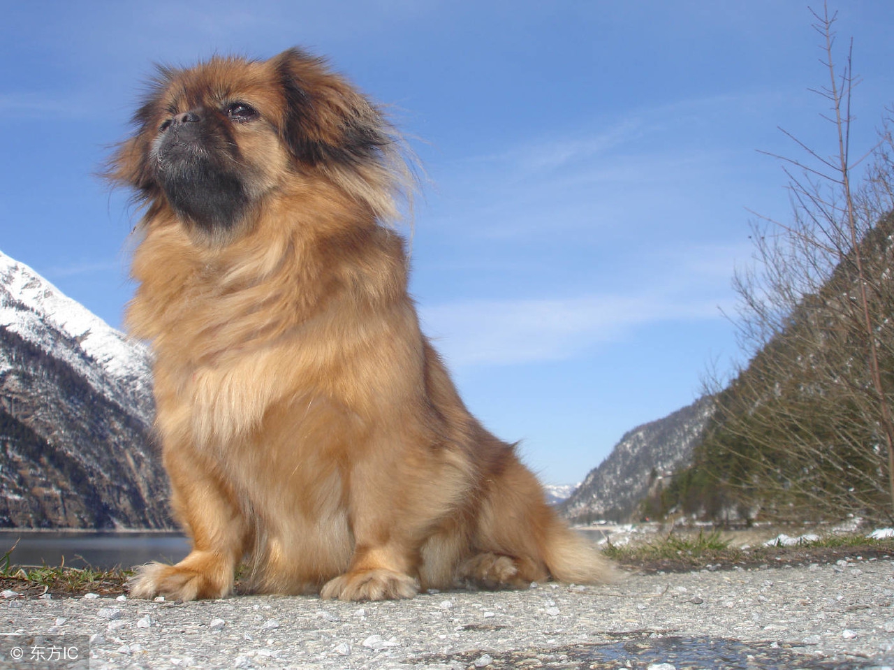 养一只狗需要准备什么东西,养一只狗前期需要多少钱