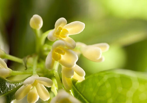 桂花飘香ll绿玉枝头万点黄，缕缕清香满庭芬