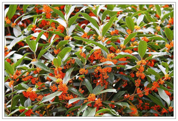 桂花飘香ll绿玉枝头万点黄，缕缕清香满庭芬