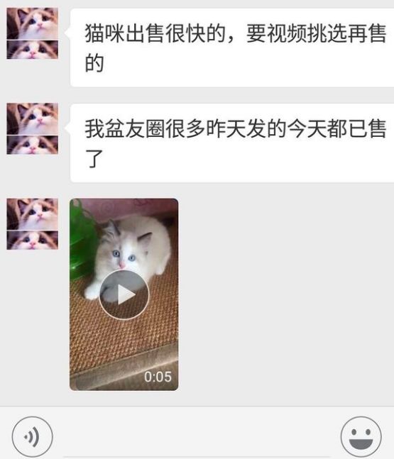 揭露猫贩子及网络买猫的骗局,揭秘那些网上卖猫的人