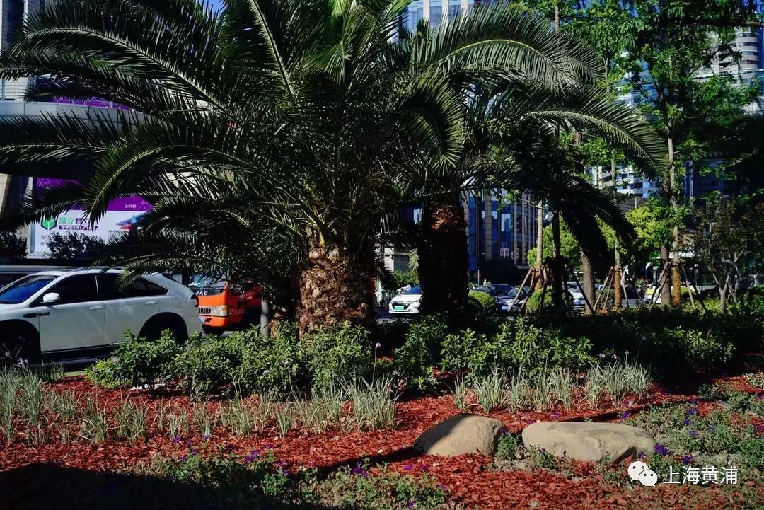 臭水浜变成了林荫道,《从臭水浜到林荫道》小学课文