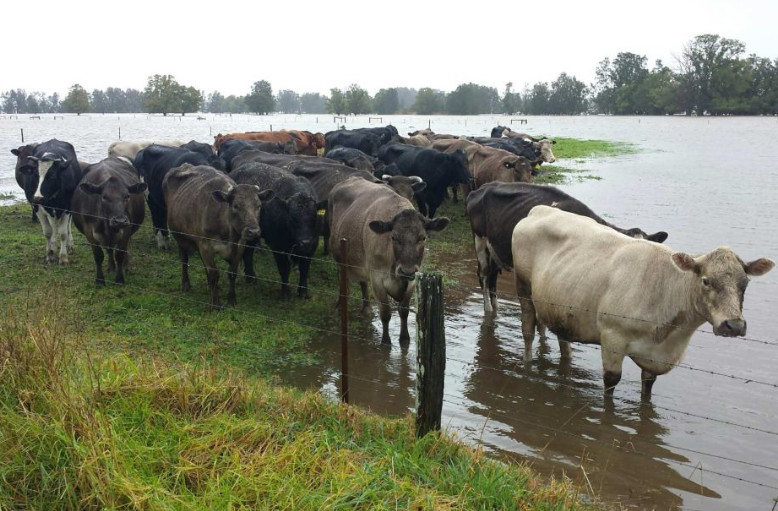 澳洲代购奶粉真相,澳洲代购新消息