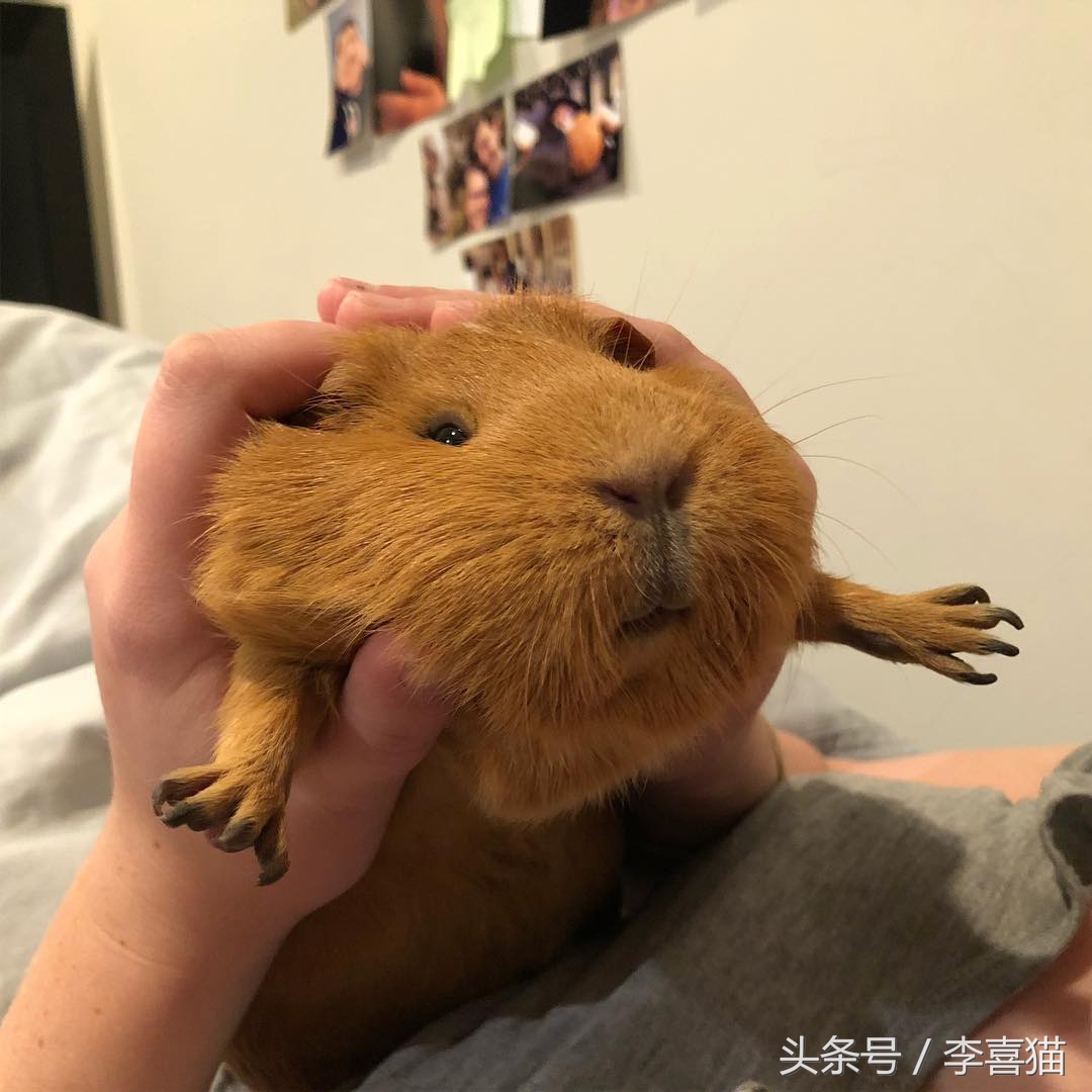 豚鼠成长过程,豚鼠为什么最适合当宠物