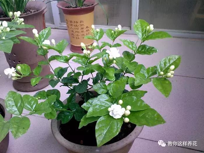 铜钱草修剪完干了如何补救,铜钱草与绿萝哪个好养