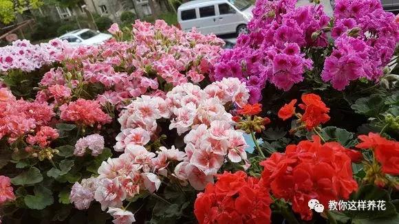 绿萝过冬后叶子全掉了,绿萝过完冬叶子黄了还能活吗