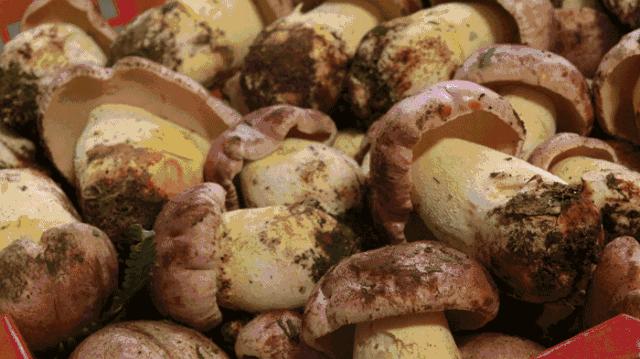 「周末去哪玩」上山捡菌乐无穷美味山珍饱口福