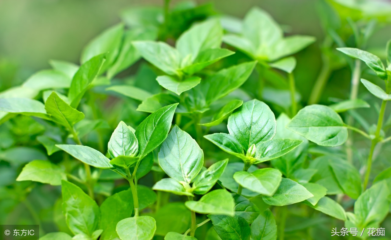香草罗勒的做法大全,香草罗勒夏天