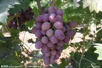 本周全国葡萄产地价格参考