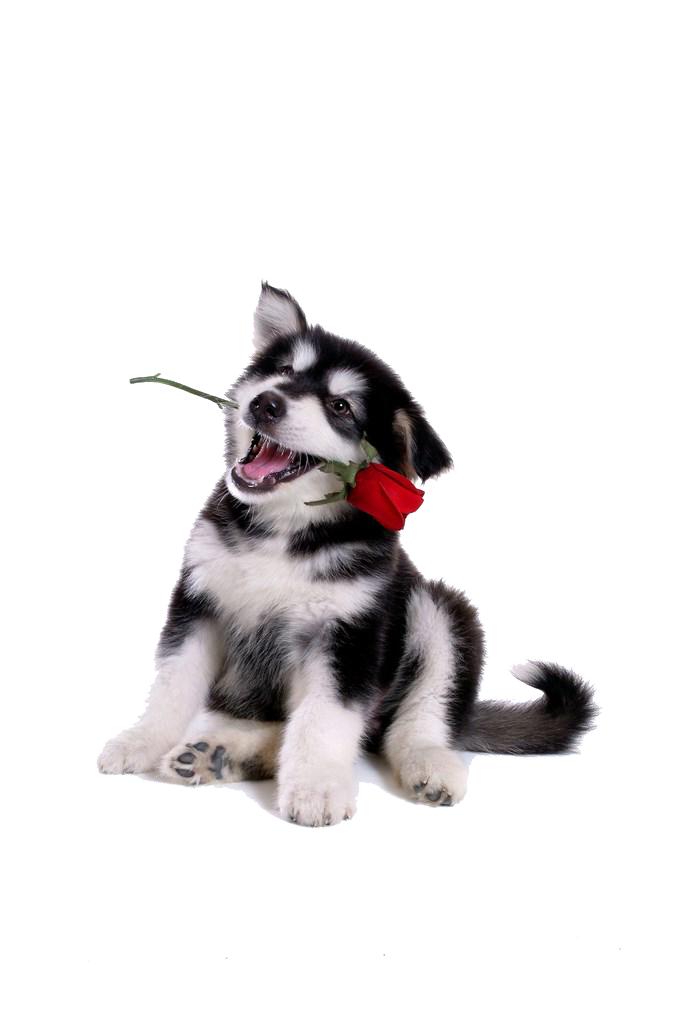 狗粮的十大牌子排行榜有哪些,2022年国产狗粮十大品牌排名