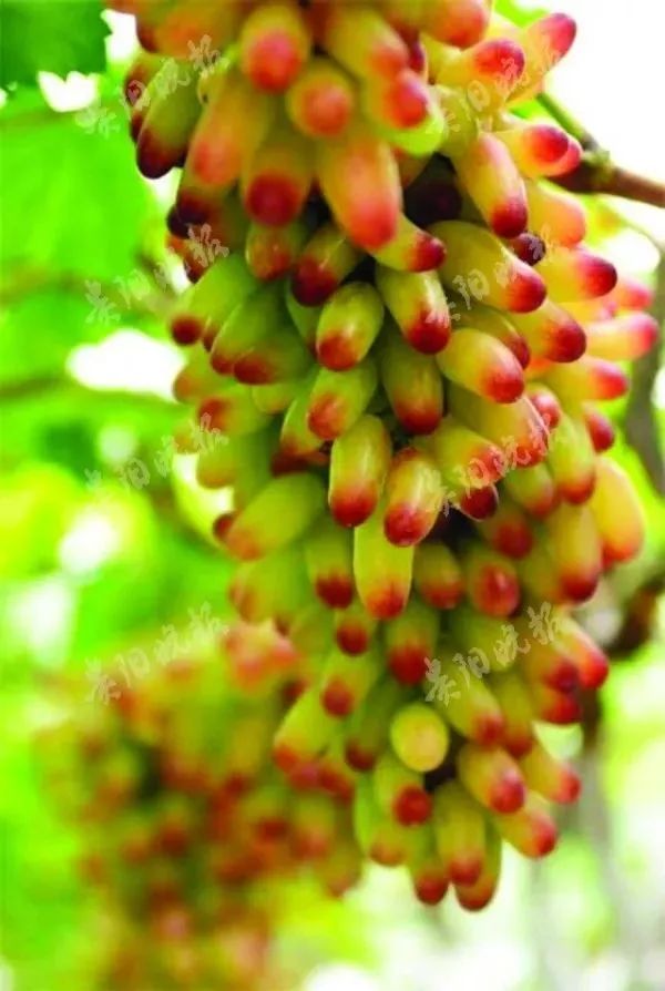 贵阳周边采摘水晶葡萄的地方,贵阳葡萄采摘地点推荐