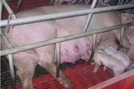 母猪的护理笑话,母猪护理专业笑话