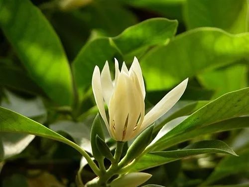 每朵花原唱完整版,每朵花完整版