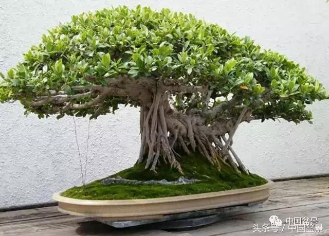 值得收藏的盆景养护常用技法