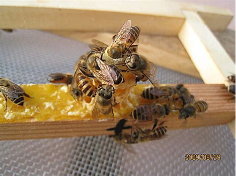 如何调整蜂群在蜜源期多采蜜,年轻的蜂王工蜂采集能力强吗