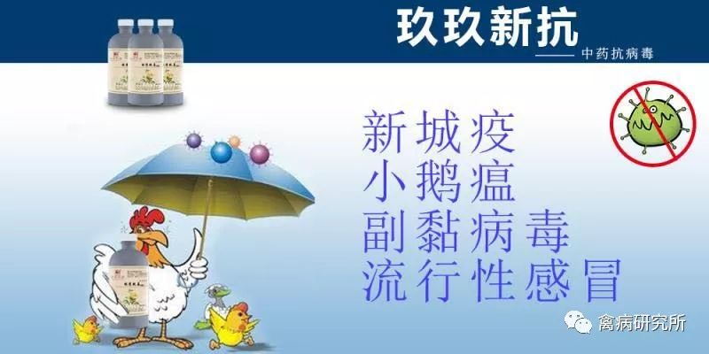 小鹅瘟发病视频,小鹅苗近期生病是什么原因