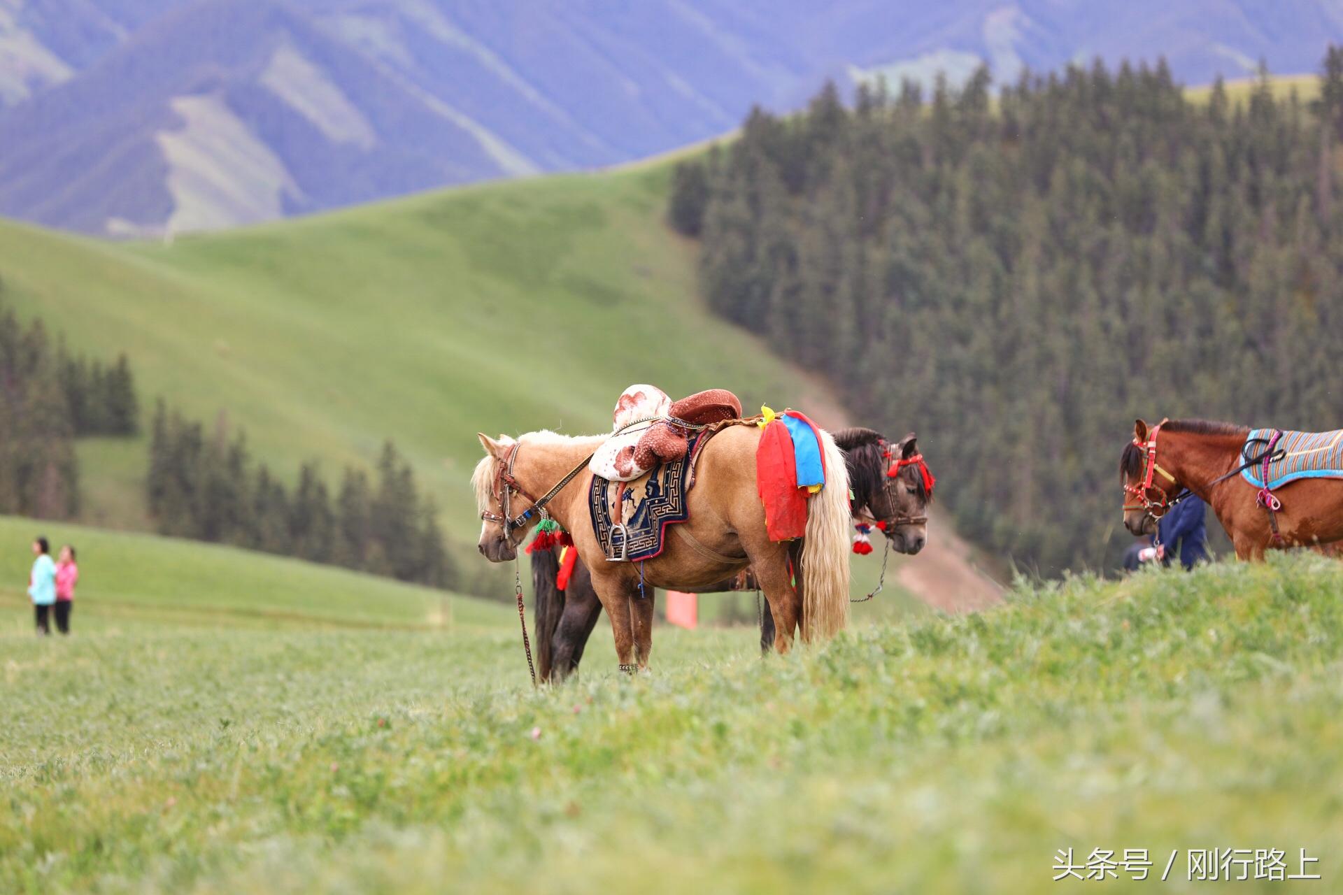 甘加草原和康乐草原,康乐大草原风景如画