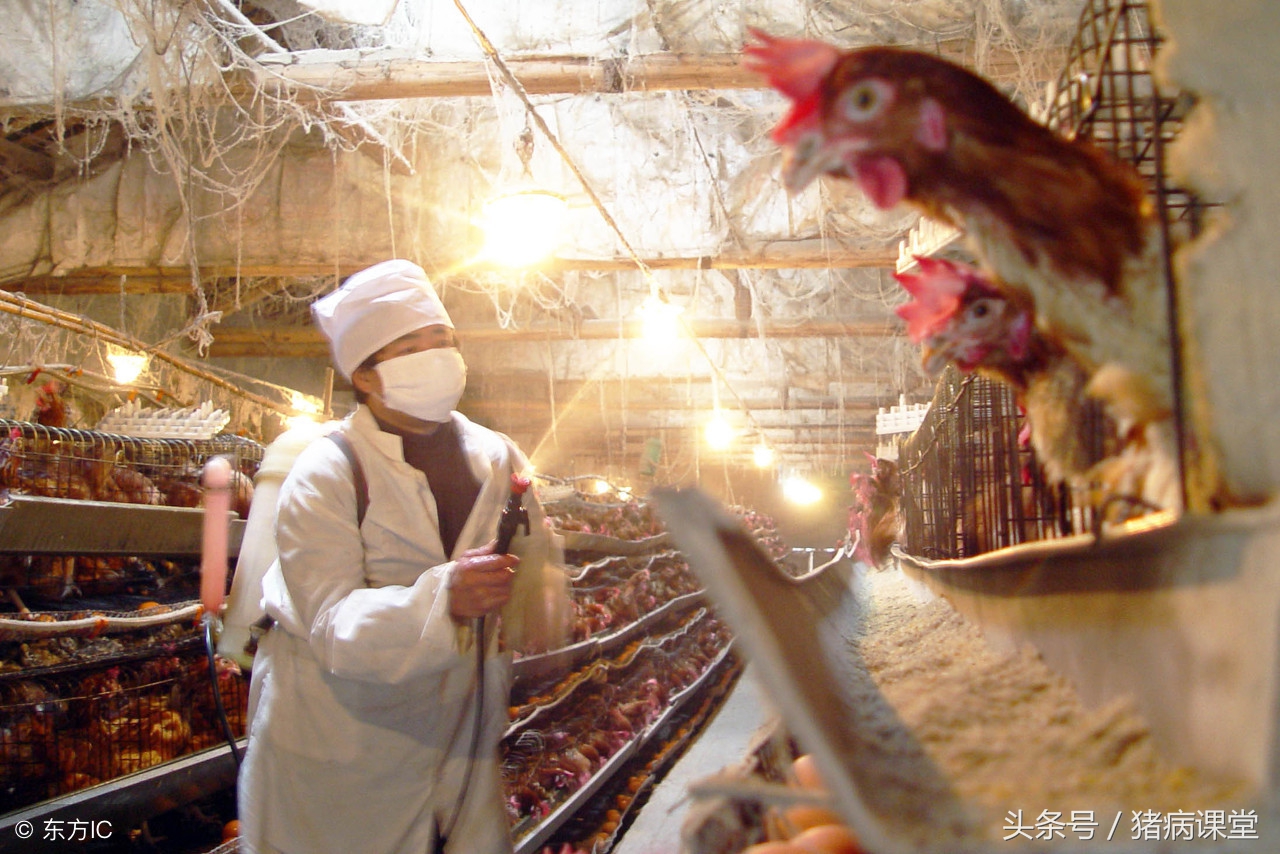 鸡冠苍白、无法站立、持续性下痢、昏睡以及全身败血症怎么治