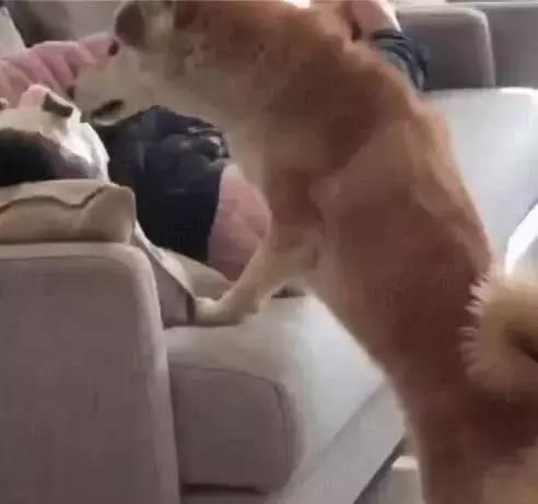 女主人贴面膜吓坏狗,女主人敷面膜狗被吓到