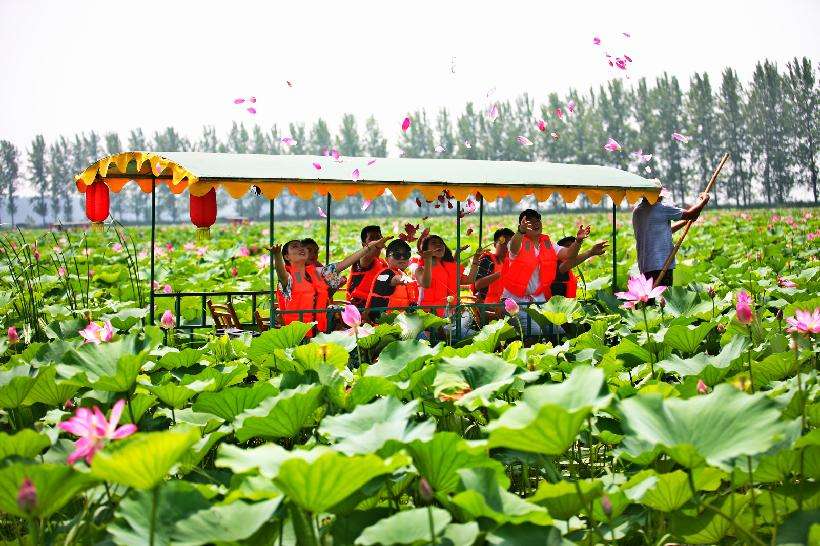 滕州微山湖红荷湿地开幕式直播,枣庄滕州微山湖湿地红荷节