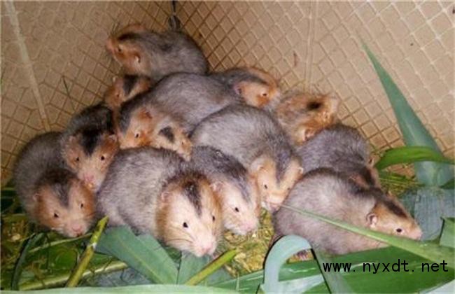 竹鼠人工养殖,广西贺州市八步区养殖竹鼠