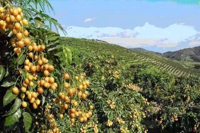 广东人最敢吃的美食,广东人什么都敢吃的视频