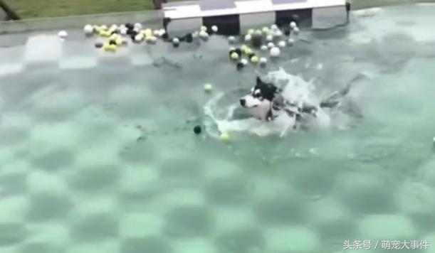 同样是用狗刨的二哈，为什么你却这么的浪？优秀！