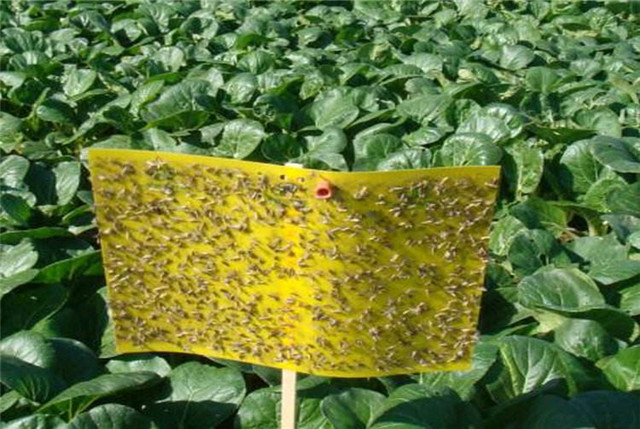 阳台种菜小飞虫怎么消灭最彻底,阳台种菜好多飞虫怎么办