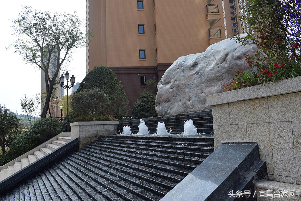 蕨类植物微景观组合,蕨类植物造景