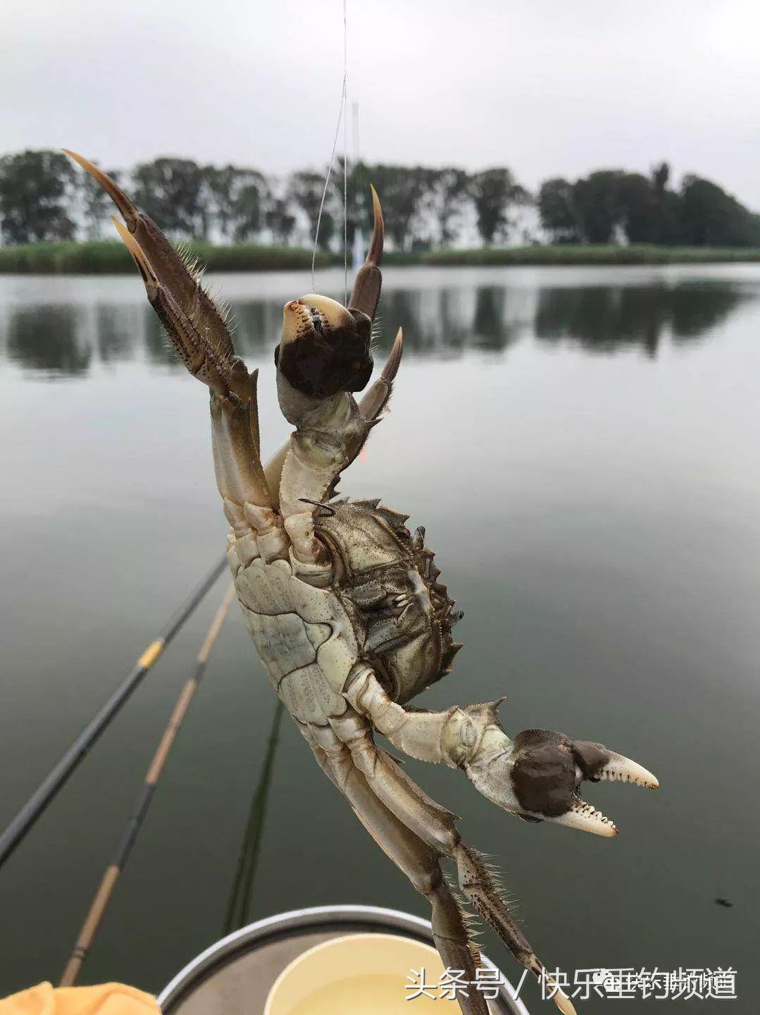河蟹闹窝怎么钓鱼最好,河蟹闹窝怎么办