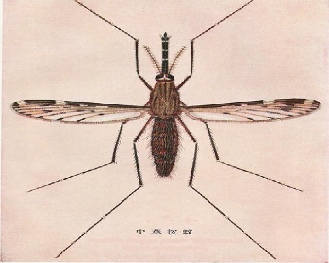 如何彻底消灭世界上所有的蚊子,要想消灭蚊子要克服恐惧