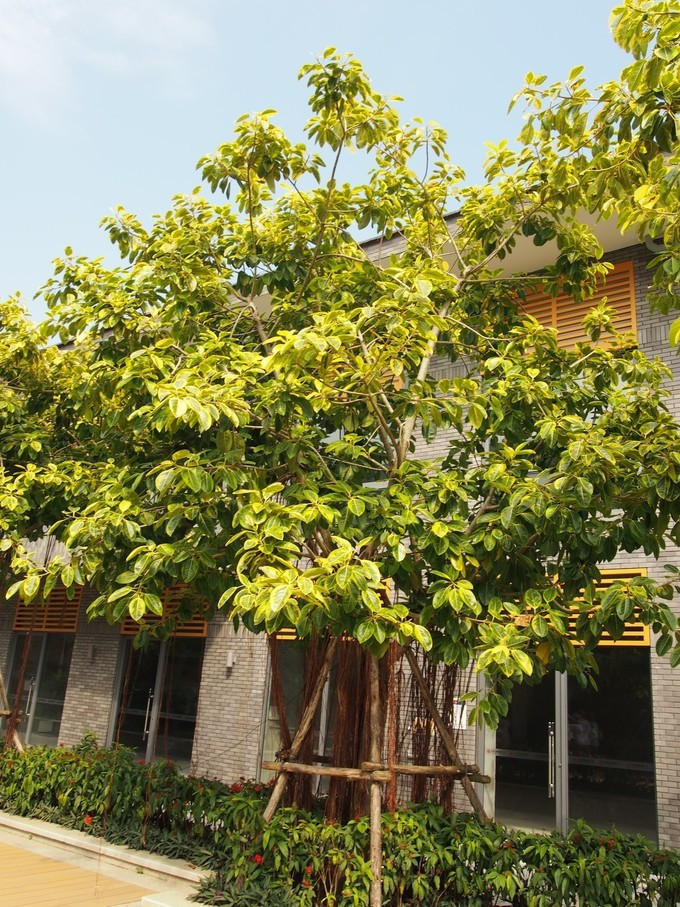 七夕去哪儿约会附近,七夕三亚旅游攻略