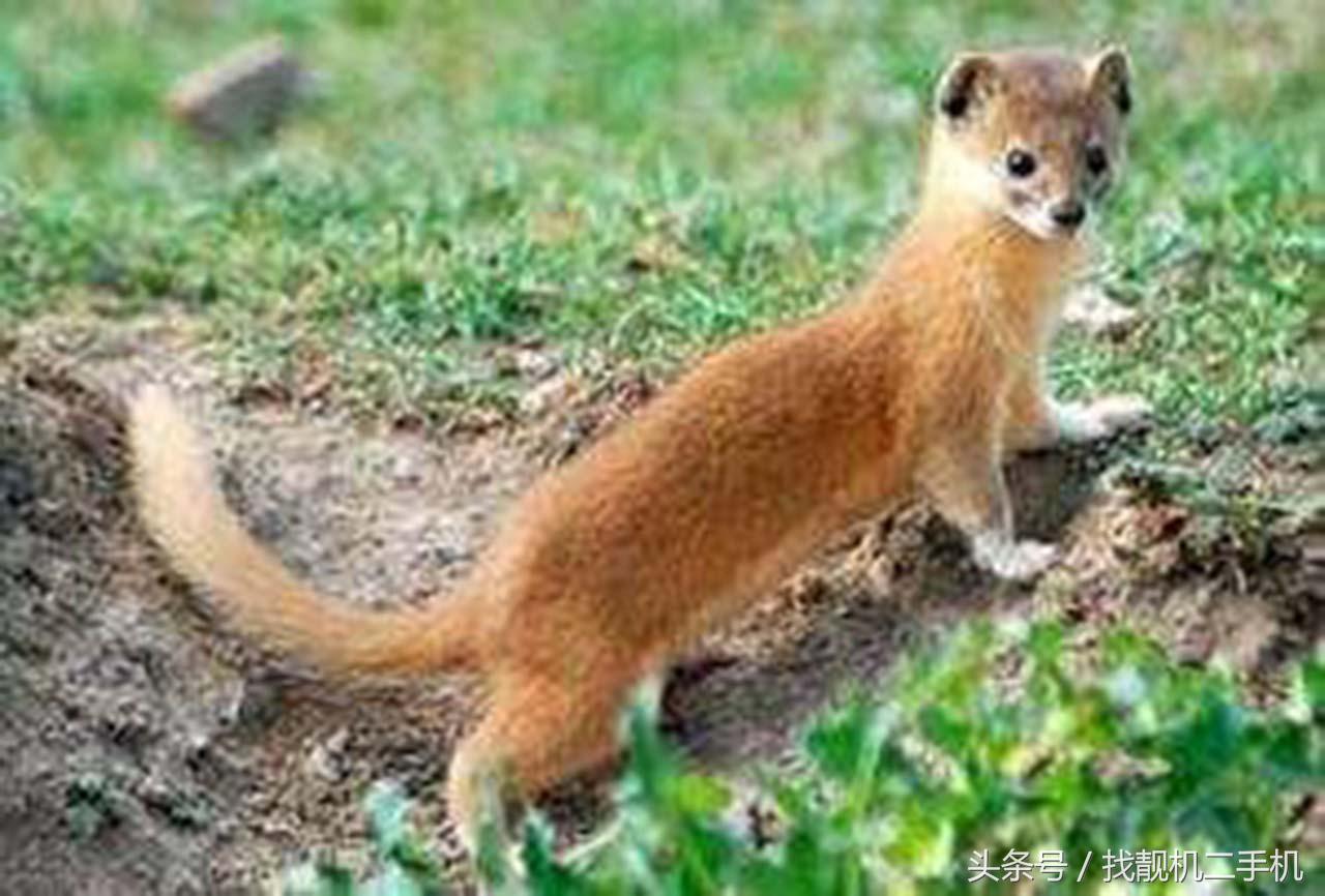 黄鼠狼来家里被打死了有什么征兆,家里打死黄鼠狼真的有报应吗