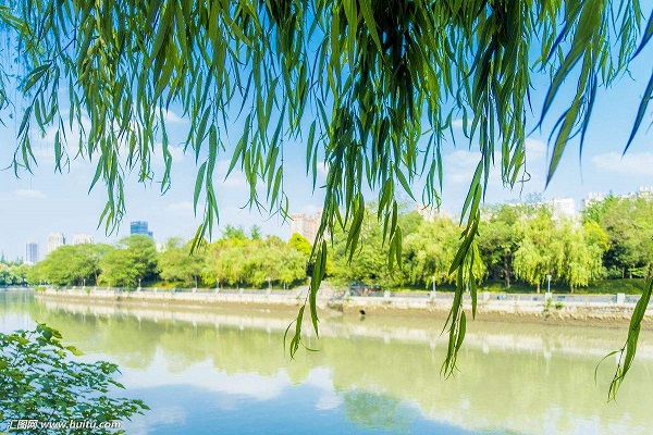 杨柳是指杨树和柳树吗,杨柳为啥叫做杨柳