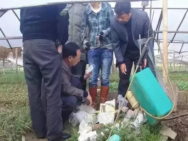 多效唑加芸苔素可以用吗,赤霉素加芸苔素怎么使用