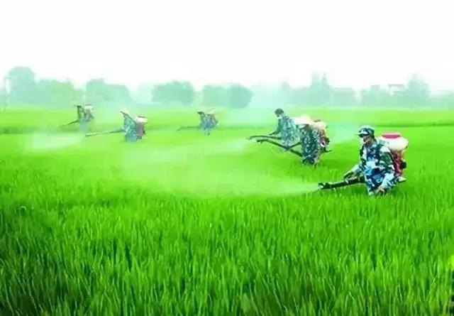 赤霉素芸苔素多效唑用法大汇总,多效唑赤霉素的作用